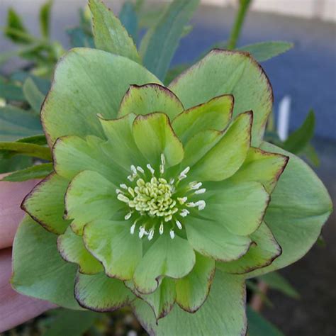 Green Flowered Hellebores | Deborah Silver & Co.