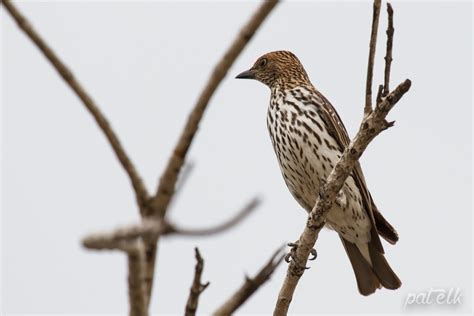 Violet-Backed Starling Female - Wildlife Den - South African And ...