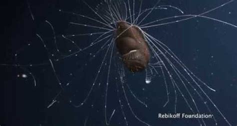 Deep-Sea Anglerfish Pair Seen for First Time