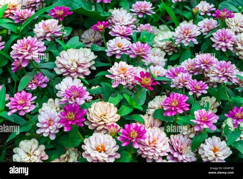 Closeup To Chrysanthemum Morifolium Ramat Asteraceae Compositae