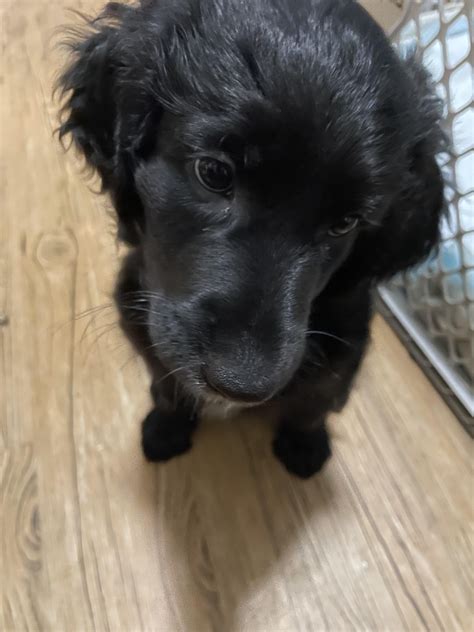 Unsure of What My Aussiedoodle May Look Like Full Grown : AussieDoodle