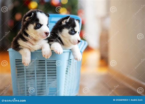 Cute Siberian Husky Puppies Climb Out From A Blue Pet Carrier Husky