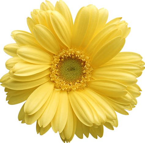 Download High Quality Daisy Clipart Yellow Transparent Png Images Art