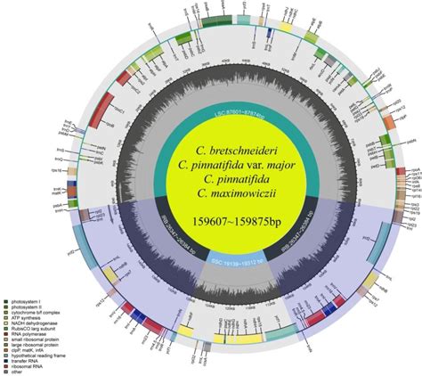 Figure 1 From New Insight Into The Phylogeny And Taxonomy Of Cultivated