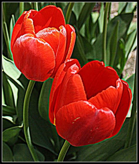 Radiant In Red Tulips Photograph By Dora Sofia Caputo Fine Art America