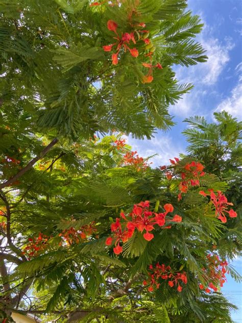 Royal poinciana tree on blue skies Lighting Design Interior, Interior ...