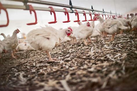 How To Start Poultry Farming In Manipur Business Plan Set Up Cost