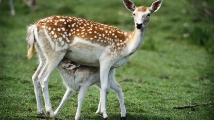 🥇 Animals baby deer fawn wallpaper | (94051)