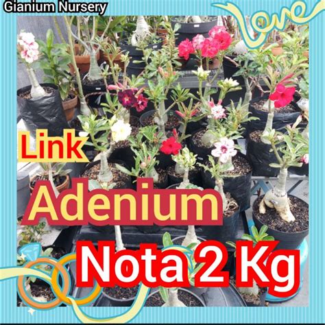 Jual Paket Live Adenium Tumpuk Shopee Indonesia