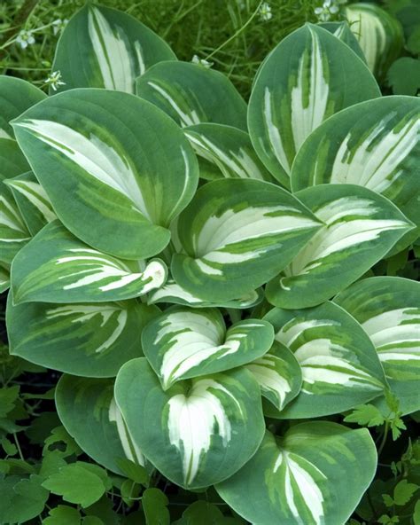 Hosta 'Pandora's Box' Hosta | Garden Center Marketing