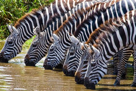 Botswana's zebra migration | Tribes Travel