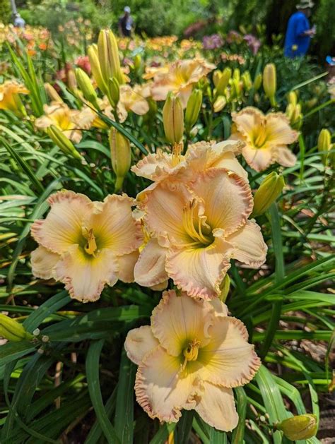 Photo Of The Entire Plant Of Daylily Hemerocallis Measure Of