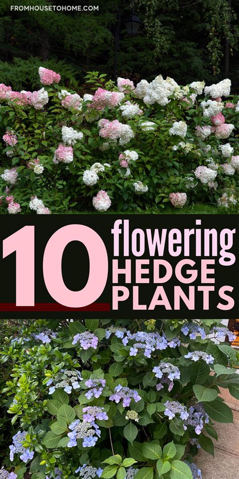 Flowering Hedge Plants: 10 of the Best Bushes For Hedges