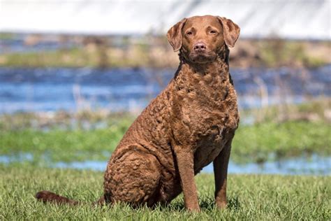 How To Train A Chesapeake Bay Retriever Alaska Dog Works