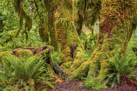 Guide To Olympic National Park S Ancient Forests Giant Trees And Old