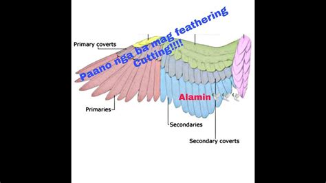 Paano Mag Feathering Cutting Sa Ating Kalapati Bago Ang Karera O