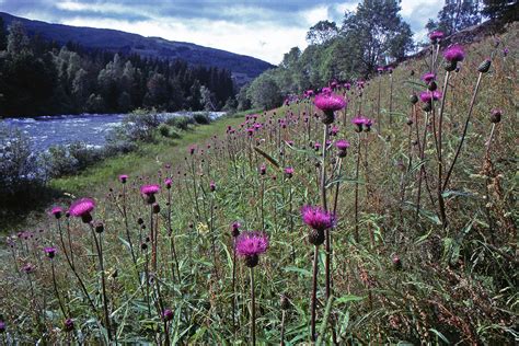 Cirsium Helenioides Asteraceae Image At Phytoimages Siu Edu