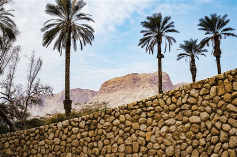 Methuselah The Story Of The Worlds Oldest Date Palm Tree Bridges