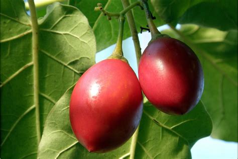 Pomidor Drzewiasty Tamarillo Nasiona Ro Lin Ozdobnych Najwi Kszy