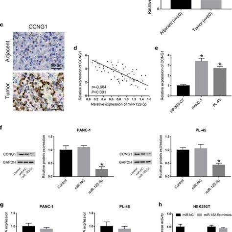 Ccng Was Upregulated In Pdac Tissues And Cells And Was Verified To Be