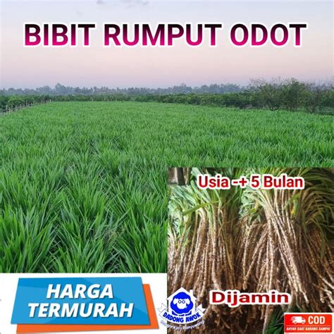 BIBIT RUMPUT ODOT SUPER Pakan Ternak Kambing Domba Sapi Termurah