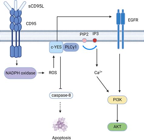 Frontiers The Dual Role Of The Cd95 And Cd95l Signaling Pathway In