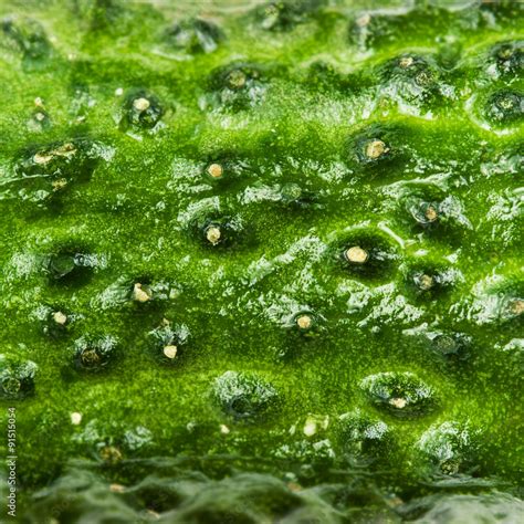 Cucumber Texture Macro Cucumber Textured Background Stock Photo