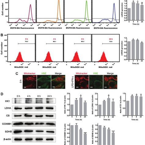 Proinflammatory Stimuli Induce Ros Generation And Metabolic Remodeling