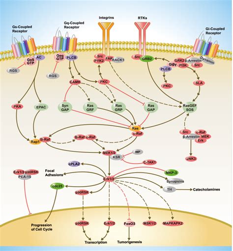 Signaling Pathway