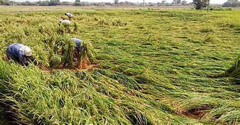 Heavy Rains Trigger Massive Maize And Mango Crop Damage In Telangana