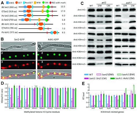 Subcellular Localization And Catalytic Activities Of Set2 And Ash1 In Download Scientific