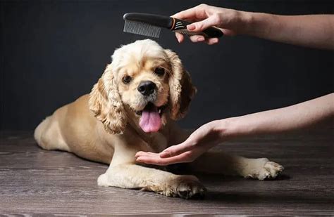 Do Cocker Spaniels Shed Tips To Control Shedding