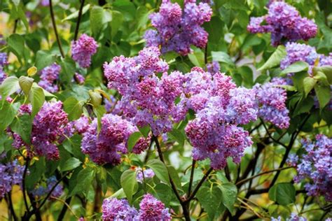 Lilac Bush Leaves Curling Turning Brown Heres How To Instantly Fix It