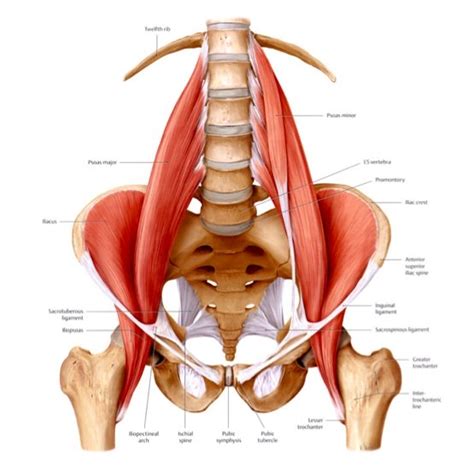 The Many Faces of Iliacus Dysfunction — Neuromuscular Therapy of Vermont