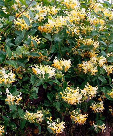 Fast Growing Climbing Plants 10 Eye Catching Options