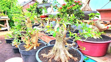 Cek Bahan Bonsai Prospek Harga Hemat Youtube