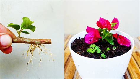 New Method To Grow Bougainvillea Easy And Simple With Updates How To