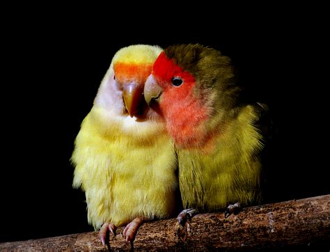 Free Images Beak Yellow Fauna Lovebird Birds Lovebirds Vertebrate Parrot Finch