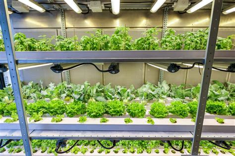 Vertical Farming Anbausysteme Der Zukunft Top Agrar Online