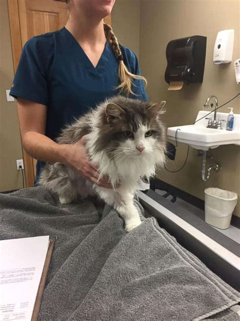 Frozen cat revived after being found in Montana snow bank - ABC News