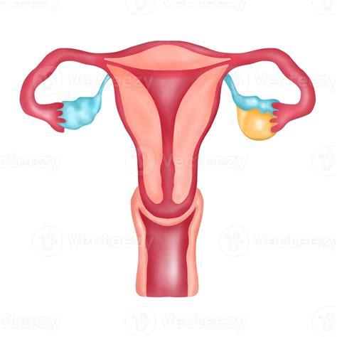 Female Reproductive System with Ovarian Cyst, Hand-drawn Watercolor