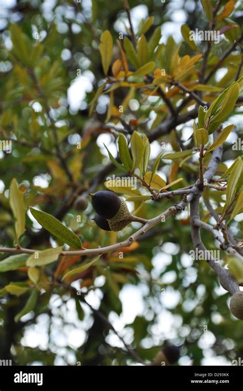 Acorns on live oak tree - Quercus virginiana Stock Photo - Alamy