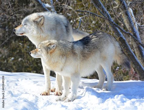 In winter gray or grey wolf, also timber or western wolf is a canine ...