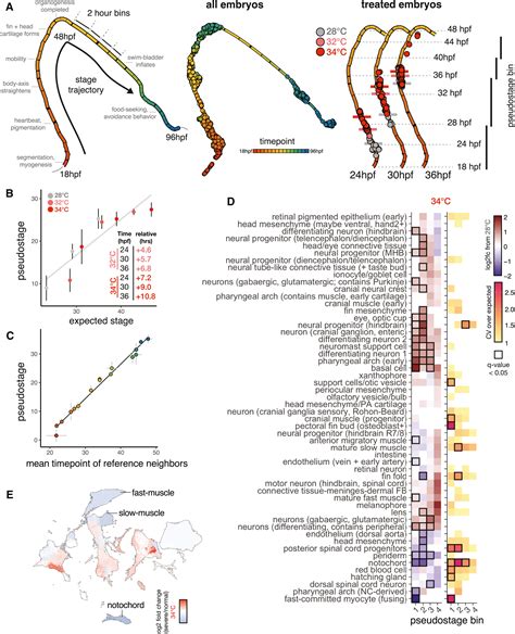 Proteostasis Governs Differential Temperature Sensitivity Across