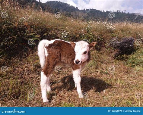 Cow stock photo. Image of baby, yakit, himalayan, area - 107361074