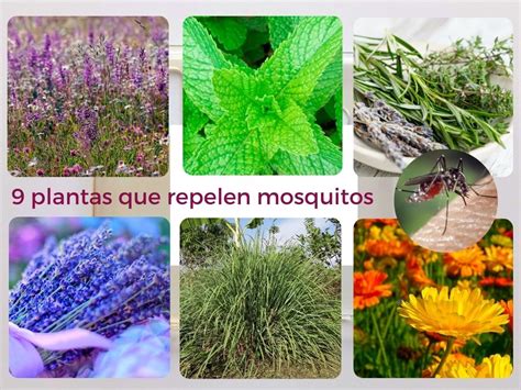 Qué plantas repelen a los mosquitos de forma natural