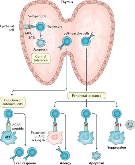 Nature Reviews Disease Primers On Twitter The Thymus Is The Organ Of