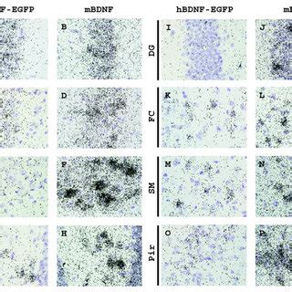 Cellular Expression Of Hbdnf Egfp Mrna In Adult C Mouse Brain In Situ