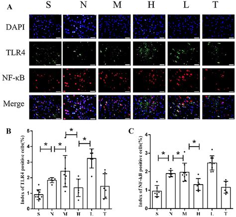 Immunofluorescence staining. A Images of immunofluorescence staining. B... | Download Scientific ...