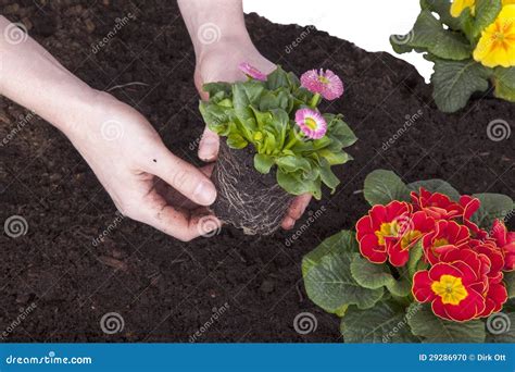 Jardinero Que Planta Las Flores Foto De Archivo Imagen De Actividades